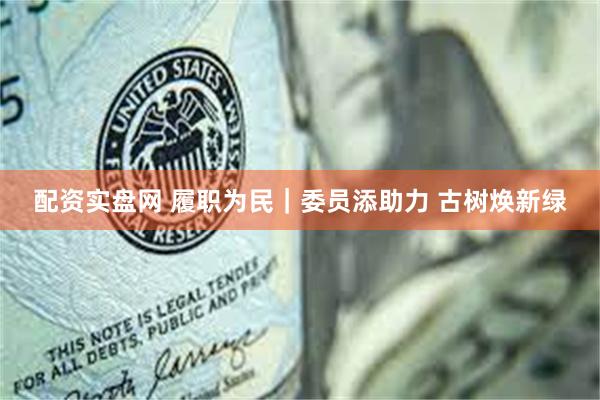 配资实盘网 履职为民｜委员添助力 古树焕新绿